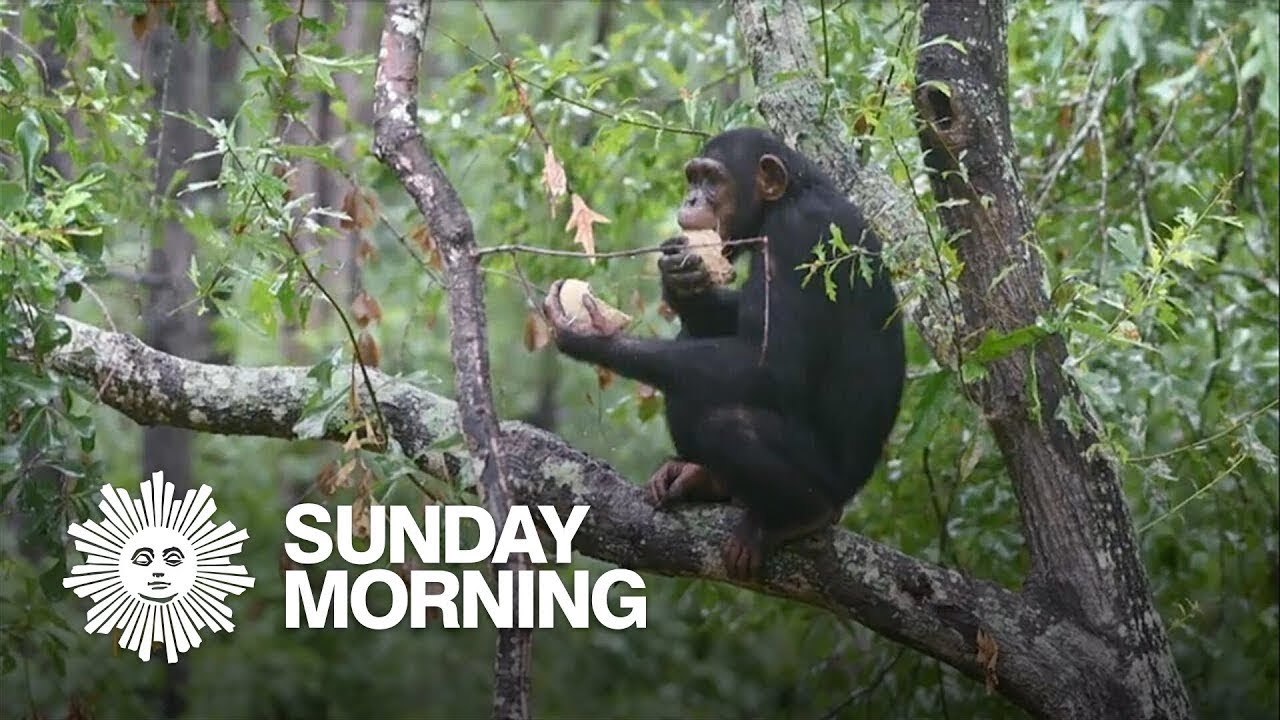 Where some chimpanzees spend their retirement years