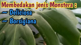 Jenis-jenis monstera dan cara membedakan jenis Monstera Deliciosa dan Borsigiana. Mengenal Monstera