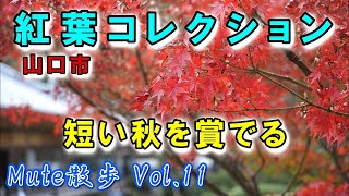 秋めく山口市界隈の紅葉たち