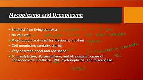 Come debellare il Mycoplasma?