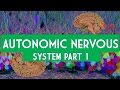 autonomic nervous system part 1