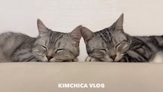 VLOG | 고양이 브이로그 | 쌍둥이가 아니면 도대체 뭐란말임?| 몸무게 측정 | NEW 방꾸미기 | 데스크 정리 | 모니터암 설치 | 뚜누 언박싱