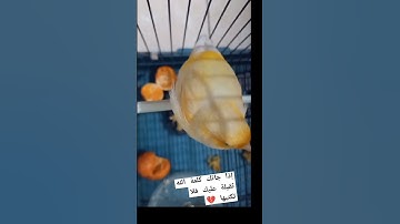 تلاوة عطرة تقشعر منها الأبدان راحة نفسية القرآن الكريم القارئ الجزائري عبد العزيز سحيم