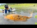 Amazing village boy catching big fish with hand in river  fishing