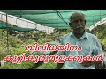 വിവിധയിനം കുറ്റി കുരുമുളകും, സംശയങ്ങളും #malabar agro nursery#grafting#pepper#bushpepper#nature