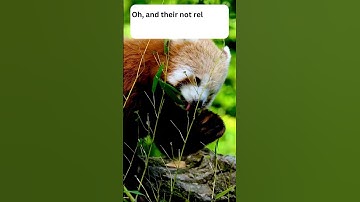 Red Pandas can TASTE Air! 🔴 🐼🐼 #animals #animalfacts #shorts