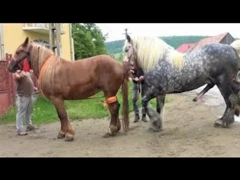 Yegua revolucionando a potros jóvenes futuros sementales.caballos y yeguas Andalusian horses 1