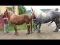 Yegua revolucionando a potros jvenes futuros sementalescaballos y yeguas andalusian horses 1