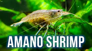 AMANO SHRIMP CARE – Best Algae Eater for Planted Tanks?