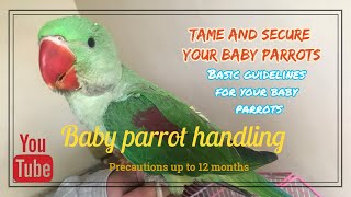Baby parrot care & tips  handling ( Alexandrine/Raw/Indian Ringneck)