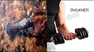 A LOBSTER🦞 CAN LIFT MORE THAN YOU💪🏽🏋🏻‍♀️! | Hilarious Animal Compilation | Part #1 | Animal Lovers