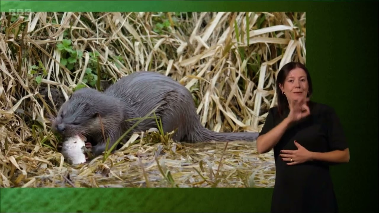 A family of Otters adapted to canal life in Gloucestershire | Springwatch 2023 (signed)
