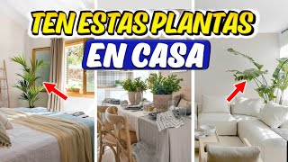 COMO DECORAR con PLANTAS para MEJORAR el AMBIENTE en CASA / INTERIORISMO