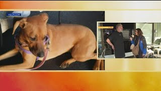 Dog Friendly Patio: Evan’s Kitchen
