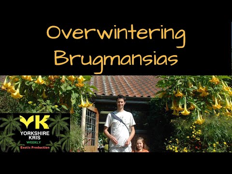 Video: Brugmansia žiemojimas jūsų namuose: Brugmansia žiemos priežiūra