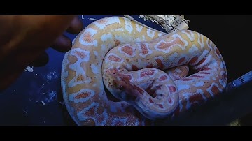 Kpreptiles Burmese python handling tips and tricks ‼️💯🌞