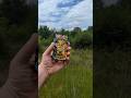 Pokémon Ascended Heroes x Fort Boggy State Park - Tunnel Trail