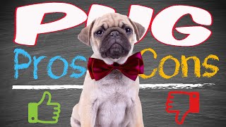 PROS and CONS of owning a PUG ( SHOCKING ) #pug #puglife #pugs