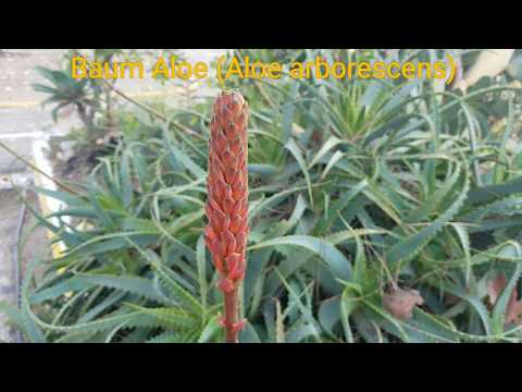Video: Aloe-Baum