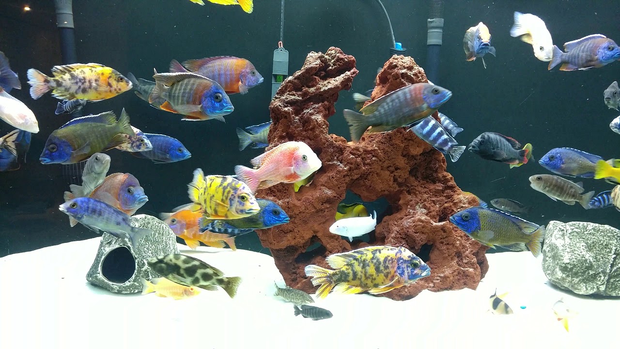 Cichlids tanks, new show male Rostratus!