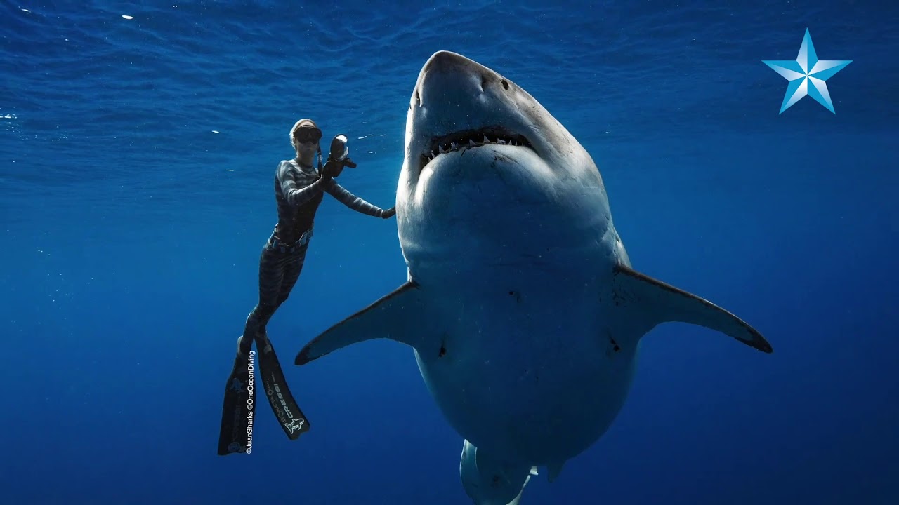 Divers swim with giant great white shark off Oahu's coast
