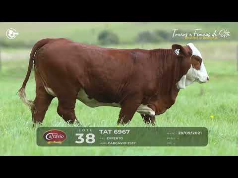 LOTE 38 - TAT 6967 - FÊMEA BRAFORD