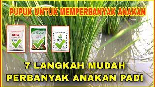 Cara Mudah Memperbanyak Anakan Padi Produktif | Pupuk Untuk Perbanyak Anakan