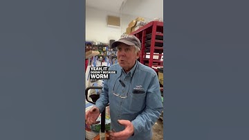 Q&A: What does worm poo smell like? 💩 #worms #wormcomposter #wormfarm #wormfarmer #wormfarmtips