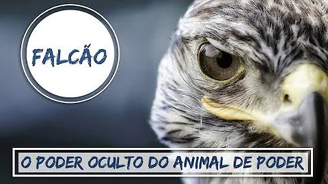 O que significa falcão de pequeno porte?