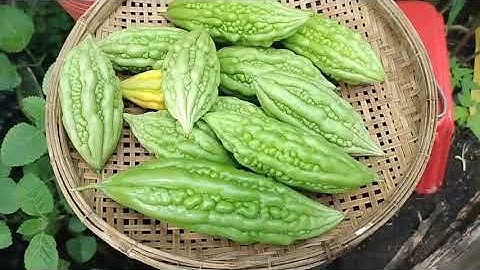 canh chả cá thác lác khổ qua siêu ngon