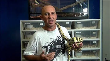 K Brothers Pythons episode five - Planned pairings -  Carpet Pythons