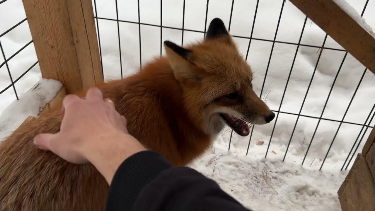 Лиса в парке. Выпустить лису. Говорящая лиса. Поймали лису в курятнике. Лиса зверь.