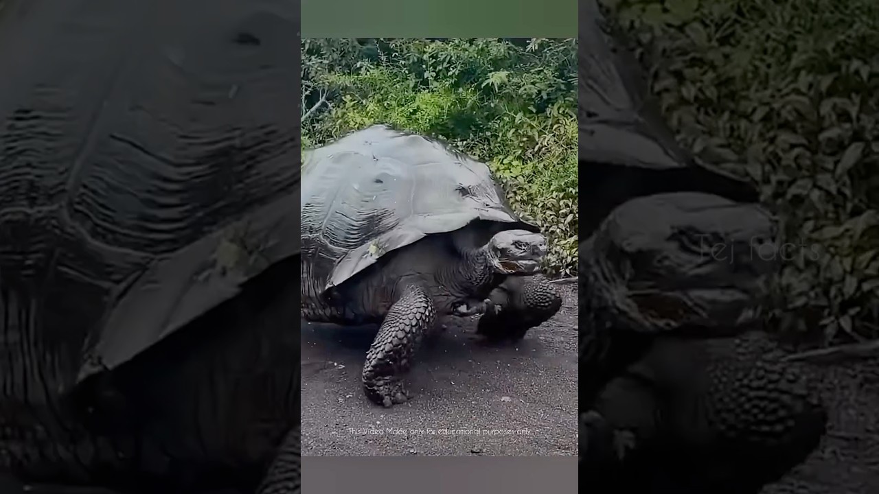 Sad Life Of Turtle’s 🐢 #telugufacts #amazingfacts #shorts #tejfacts