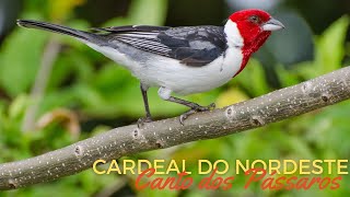 🐦CANTO DOS PÁSSAROS🐦 - CARDEAL DO NORDESTE