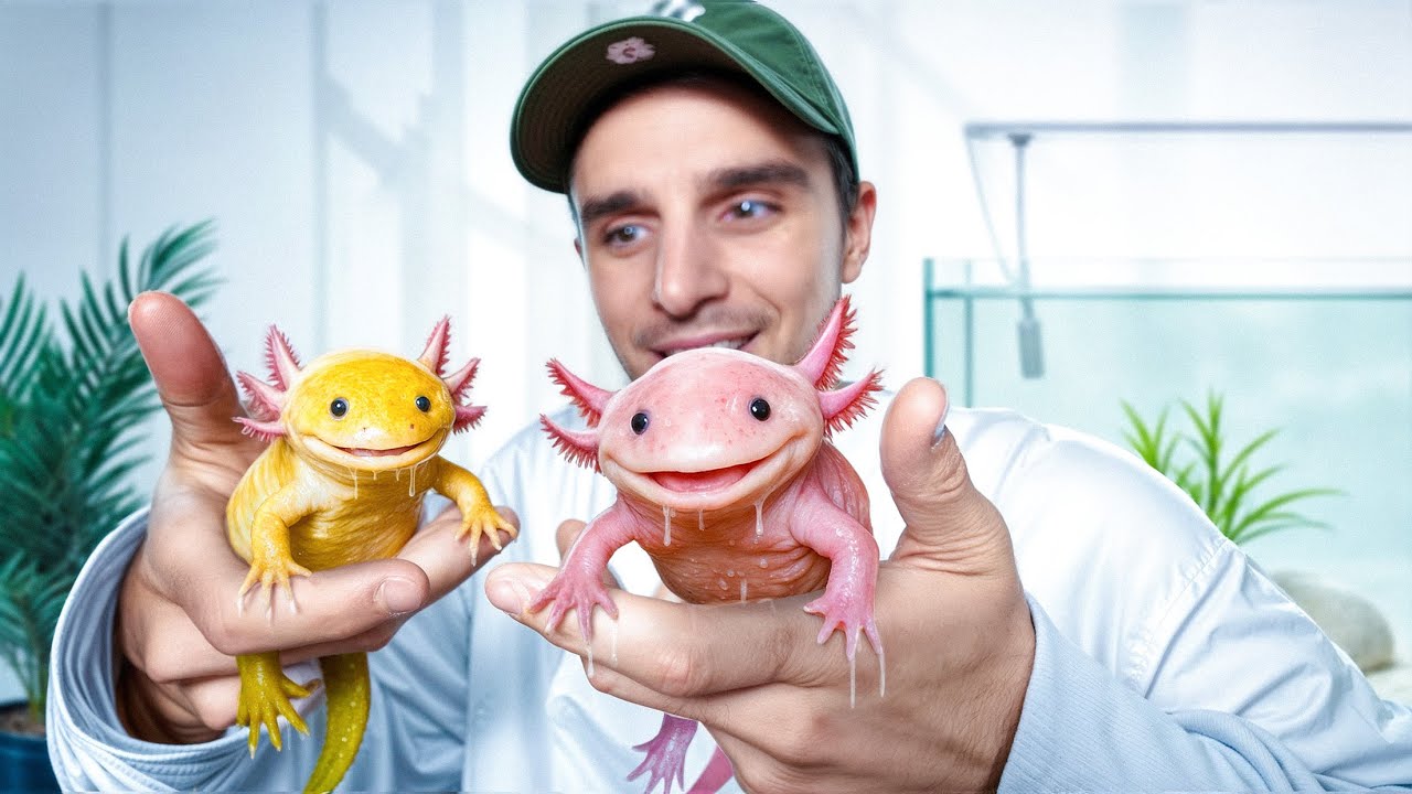 Mes axolotls deviennent incroyables !