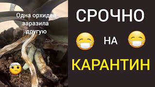 ОДНА орхидея ЗАРАЗИЛА вторую.🤒 ОПАСНЫЙ ГРИБОК. КАРАНТИН СРОЧНО😷