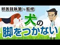 犬の脚をつかない症状について【獣医師執筆監修】症状から治療方法