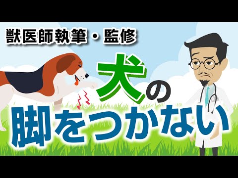 犬が足を引きずる原因と対処法|獣医師が教える5つのチェックポイント
