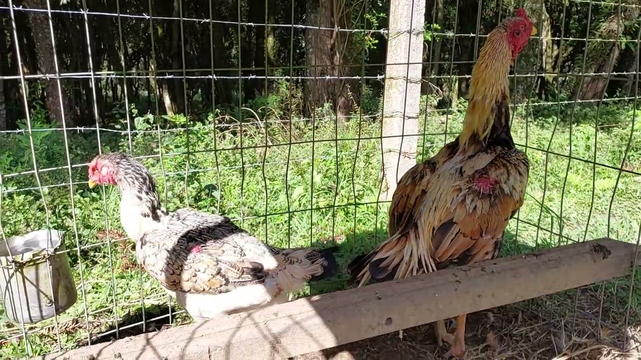 Piquetes Rotativos para Aves REVELAÇÃO P02