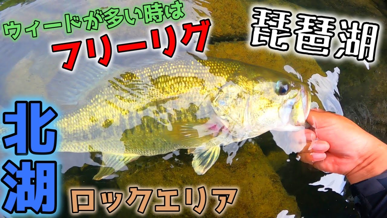 夏の琵琶湖北湖ロックエリアはウィードに絡めてフリーリグ！2024年発売