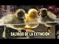 Los Patitos Más Raros de la Tierra