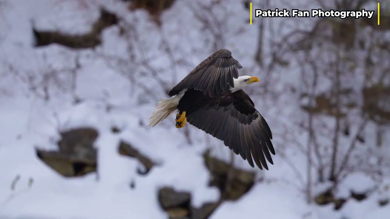Stunning Eagle Hunt in Slow Motion | Nature’s Precision in Action 🦅🌊 4K  