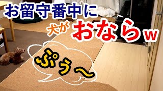 犬だけでお留守番していたら、くつろぎながらおならしてて笑ったｗ【トイプードル】