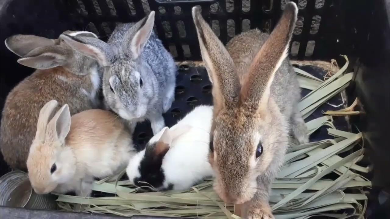 Rabbits really like to eat palm leaves YouTube