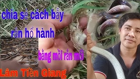 cách bẫy rắn hổ hành bằng mồi rắn mối không cần chuột #lamtiengiang #
