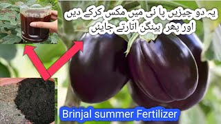 Brinjal plant care &Tips in pots|Fertilizer For Eggplant 🍆|Best Summer Fertilizer For Vegitables
