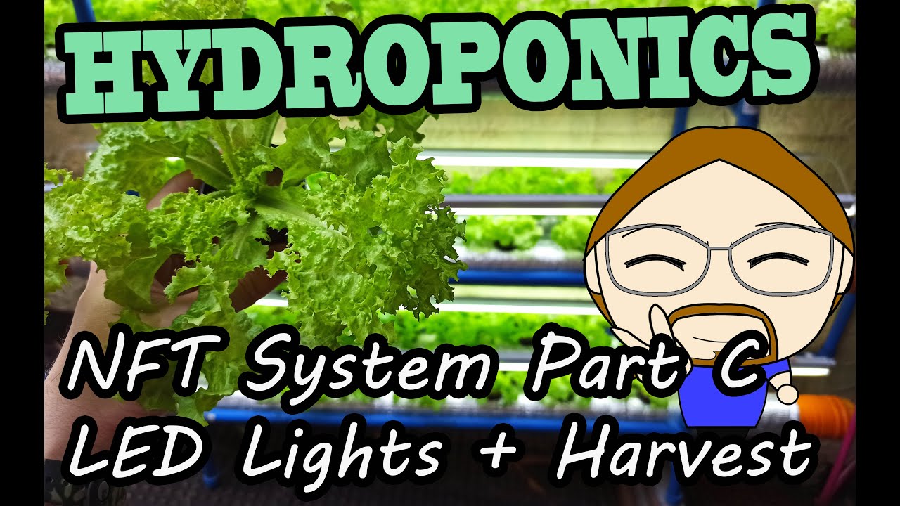 Nft Led Hydroponics - NFT System - LED Lights + Harvest (NO SUNLIGHT) - YouTube