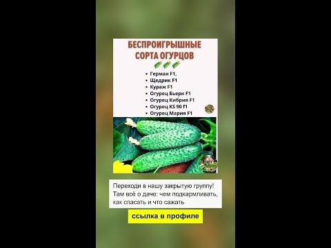 Лучшие сорта огурцов для вашего огорода