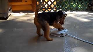 Welsh Terriers LOVE the water fountain! by Larisa Hotchin 303 views 5 years ago 59 seconds