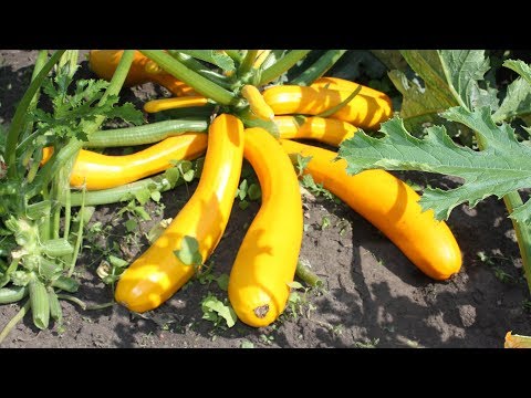 Вкусные урожайные кабачки Правила выращивания и сорта